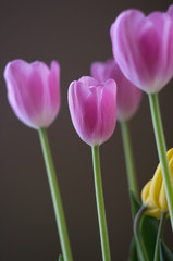 detailed view of purple tulips
