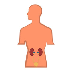 Isolated human urinary system in a man body. Vector illustration design