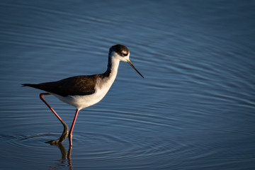 Waterfowl at San Francisco Bay