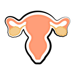 Female reproductive system. Colored sketch. Vector illustration design