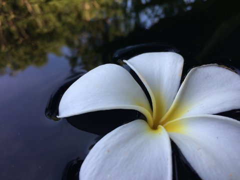 A beautiful pomelia flower is floating on the water. It's well known as temple flower. The most famous tropical flower in Asia and also in Thailand.
