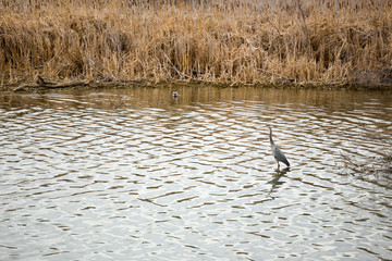 bird and reeds in the lake