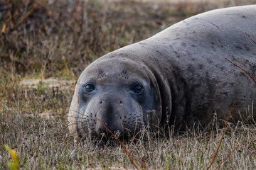 ano nuevo elephant seals