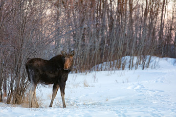 Cow Moose at dusk