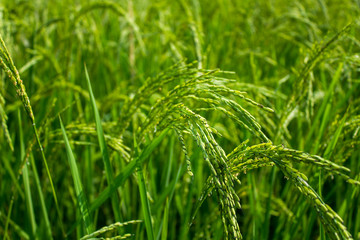 green spike rice close up on a blurred field background