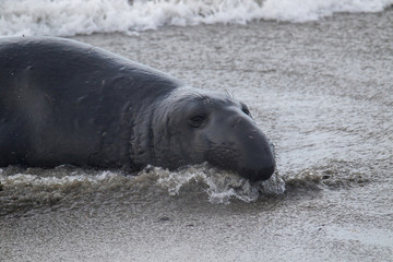 ano nuevo elephant seals