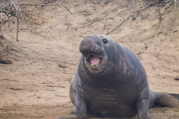 ano nuevo elephant seals