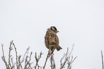 little bird, sparrow