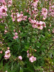 expanse of tall flowering greenery