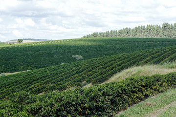 Fototapeta na wymiar Farm coffee plantation in Brazil