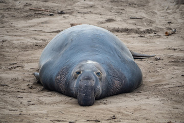 ano nuevo elephant seals