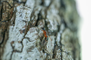 close up shot for ants walking on tree