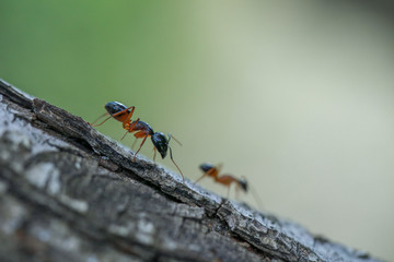 close up shot for ants walking on tree