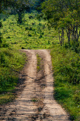 Fototapeta na wymiar The way to Jungle , Canon EOS 7D