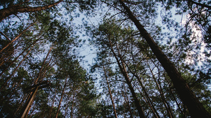 tree in the forest