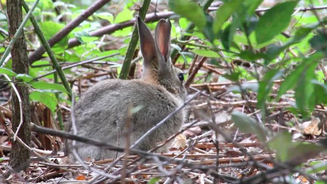 Rabbit in the grass Close shot of Rabbit in the grass from bua de bulon