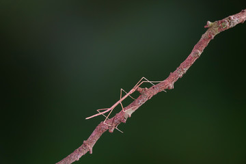 Walking stick insect or Phasmids (Phasmatodea or Phasmatoptera) also known as stick insects, stick-bugs, walking sticks, bug sticks or ghost insect. Selective focus, blurred background with copy space