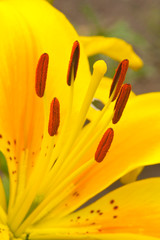 The flower of a yellow lily growing in a summer garden.