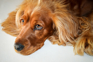 Spaniel pup facial closeup 
