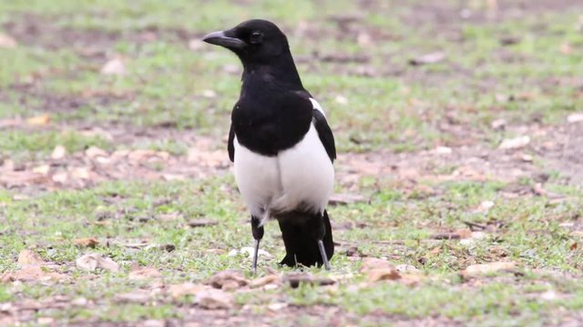 Magpie bird Close shot of Magpie bird from bua de bulon