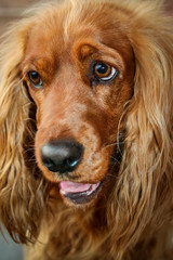 Spaniel pup facial closeup 