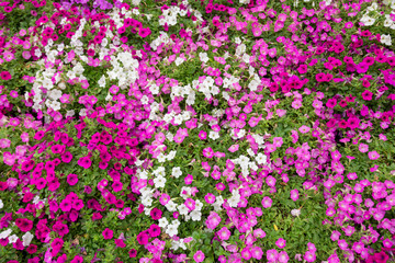 Background of flowers