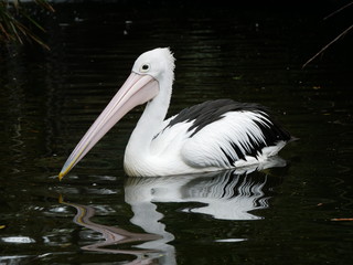 Australian pelican swimming in a pond