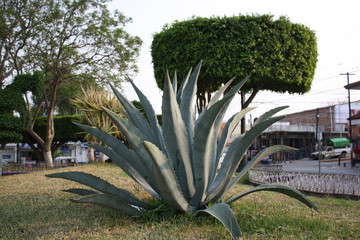 Maguey