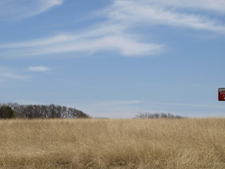 Tall Prairie Grasses on hillside below tree line and blue sky with whispy clouds.