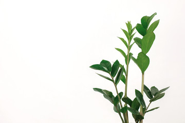 Green leaves on a white background. Natural beauty.