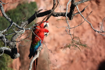 ブラジルのコンゴウインコ