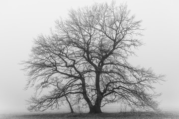 Baum im dichten Nebel