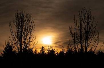 Fototapeta premium shadow trees against a golden sunset