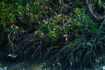 Mangrove trees , Canon EOS 7D