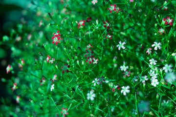 Yipso flower stock photo.