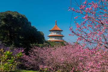 Fototapeta premium Sakura cherry blossom at Tianyuan temple, Taipei, Taiwan