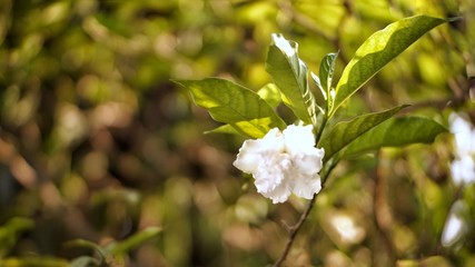 Fototapeta premium white flowers of a tree