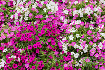 Background of flowers