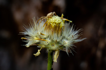  Spider on flower, Canon EOS 7D