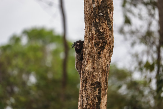 Sagui na arvore da floresta