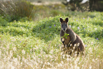 Wallaby, Wallabia bicolor,  feeding on vegetation in coastal grassland area during late afternoon, Victoria Australia