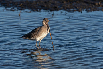 Willet hunting for mud worms