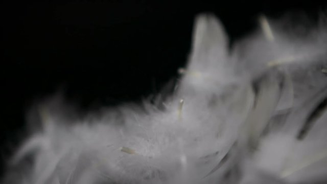 soft feather falling down on black background , sweet and soften relaxation concept