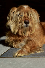 Portrait eines haarigen Hundes mit dichtem Fell