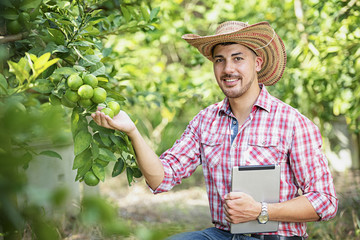 Green limes lemon hanging on the lime tree branch in the lemon garden.