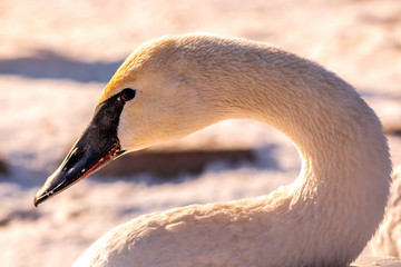 A close portrait of a swan on the background of snow © Yan
