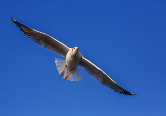The seagull is flying in the sky.