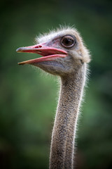Ostrich face in a natural atmosphere.
