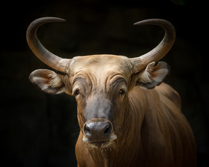 The face of a red bull on a black background.