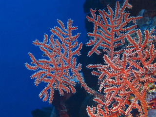 Fototapeta na wymiar The amazing and mysterious underwater world of Indonesia, North Sulawesi, Bunaken Island, gorgonian coral